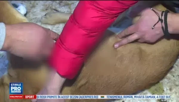 Dosar penal pentru impuscarea unui caine. Am auzit un foc de arma, cand ma uit, unul in haine verzi fugea. Era vecinul