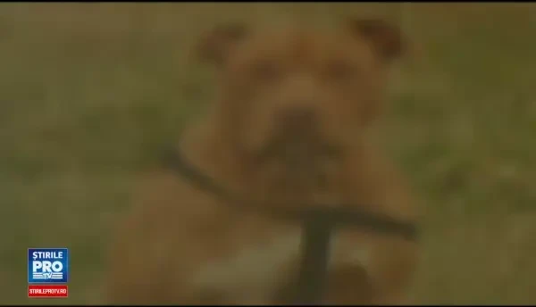 Caz complicat in SUA. Un avocat se lupta sa salveze de la moarte un pitbull, condamnat pentru uciderea unei pisici