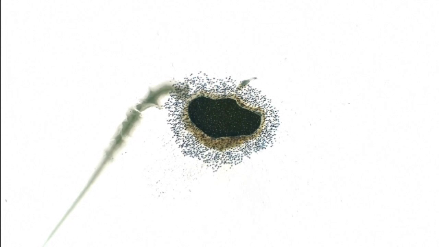 "Roiul" filmat pe Lacul Balaton din Ungaria. Ce sunt de fapt creaturile care s-au adunat pe un ochi de apa