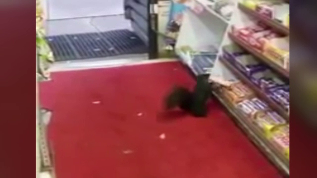 Paguba produsa unui magazin din Toronto de o veverita. In ultimele saptamani, a furat 48 de batoane de ciocolata