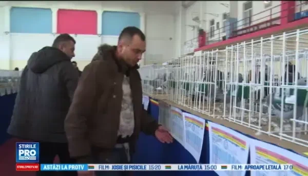 Expozitie de porumbei campioni, la Targoviste. Familia si porumbeii sunt cele mai importante