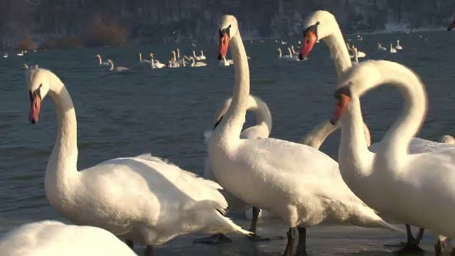 Un lac din Bistrita a devenit a doua casa pentru lebedele ramase aici peste iarna. "Sunt frumuseti, intr-adevar"