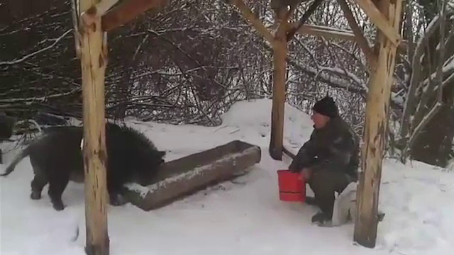 Un vanator din Slovacia a reusit ceva extrem de rar. Cum a fost filmat in preajma mistretilor, in timpul ninsorilor