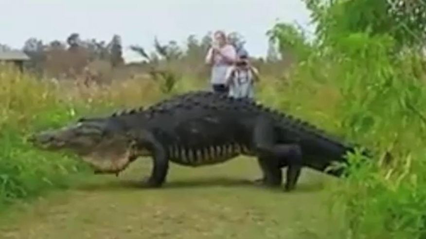 Imaginile care fac inconjurul internetului. Un aligator urias, filmat in timp ce se plimba, in Florida. VIDEO
