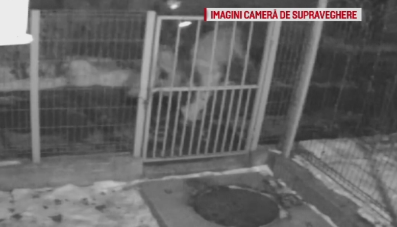 Noi detalii in cazul tinerilor injunghiati la Craiova. Un martor sustine ca a sunat de 2 ori pana au venit politistii