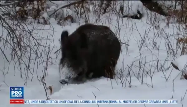 Un vanator din Slovacia a reusit ceva extrem de rar. Cum a fost filmat in preajma mistretilor, in timpul ninsorilor