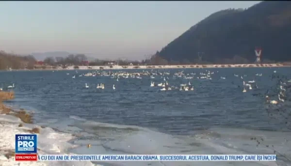 Un lac din Bistrita a devenit a doua casa pentru lebedele ramase aici peste iarna. Sunt frumuseti, intr-adevar