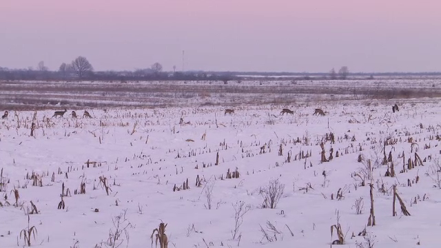 Mai multe caprioare si-au facut aparitia la marginea unui drum national. Soferii, sfatuiti sa circule cu atentie in zona