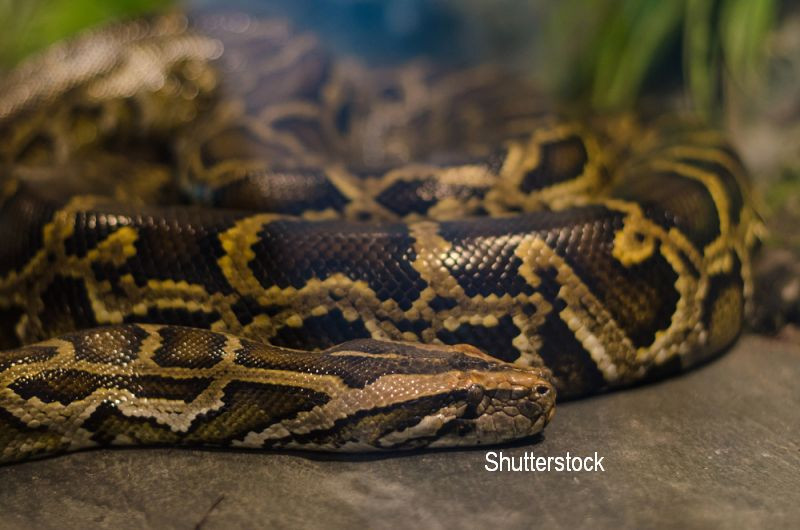 Un barbat a patruns intr-un magazin si a furat un piton folosind o metoda ciudata. "A avut noroc ca nu era ora mesei". VIDEO