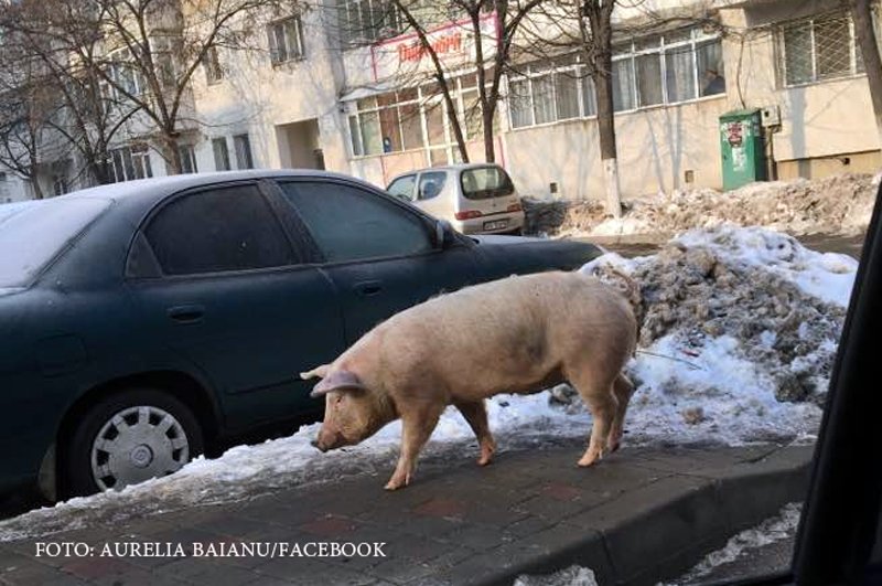 porc Iasi Galata