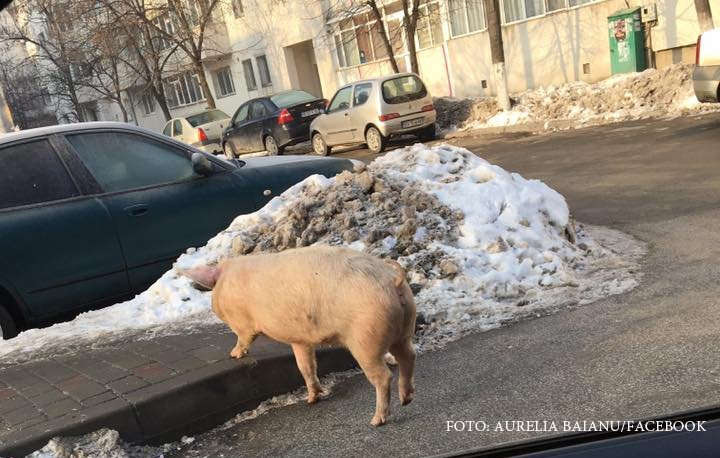 porc Iasi Galata