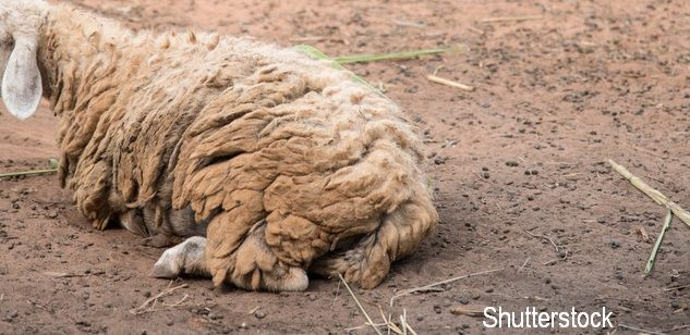 Un caine a fost gasit intr-o stare atat de dezastruoasa, incat salvatorii au crezut ca e oaie. Cum arata acum animalul. FOTO