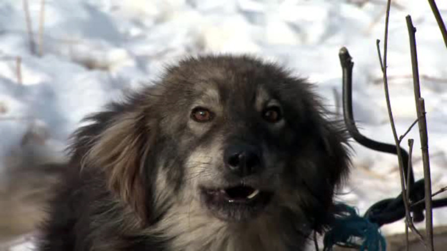 Disputa pe gaini ucise de caini si oi mancate de lupi, in Prahova. "A fost o haita care a facut prapad"