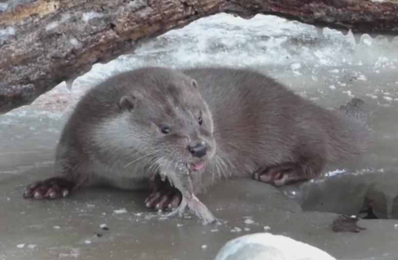 Povestea unui pui de vidra, orfan dupa ce fratii lui au fost ucisi cu pietre, a impresionat o multime de oameni pe internet