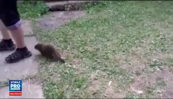 Povestea unui pui de vidra, orfan dupa ce fratii lui au fost ucisi cu pietre, a impresionat o multime de oameni pe internet