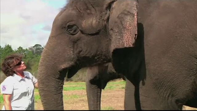 Cum ar putea elefantii sa ajute in lupta contra cancerului. Proteina descoperita de cercetatorii americani