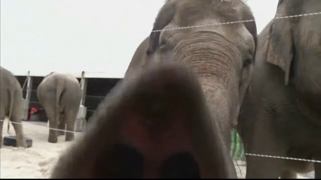 elefant