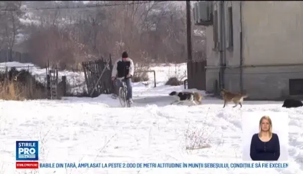 Localnicii dintr-o comuna de langa Targoviste sunt terorizati de cainii fara stapan. Ne e frica sa mai iesim din case