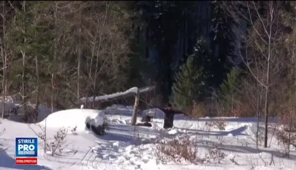 Antrenamentele extreme la care participa vanatorii de munte pentru a salva vieti. Ce trebuie sa faceti daca va rataciti