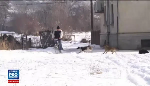 Localnicii dintr-o comuna de langa Targoviste sunt terorizati de cainii fara stapan. Ne e frica sa mai iesim din case
