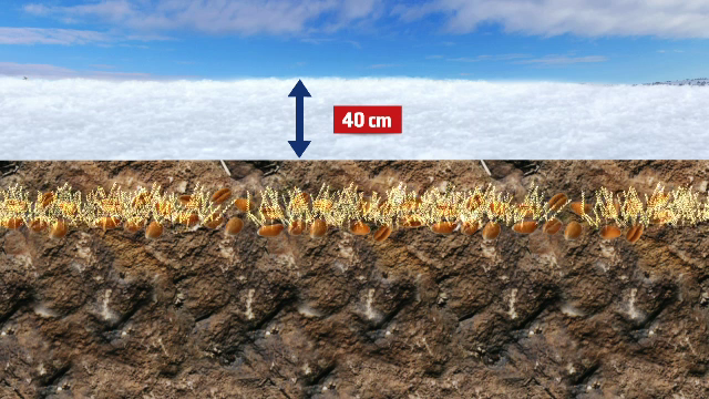 Ninsorile abundente anunta un an bogat pentru agricultura. Ce se intampla cu culturile sub stratul de 40 cm de zapada