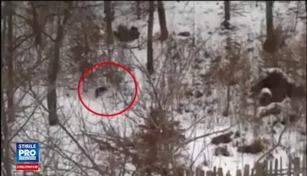 Fiarele padurii tin sub teroare un sat din Mures. Au venit un lup si un mistret in curte la vecinu