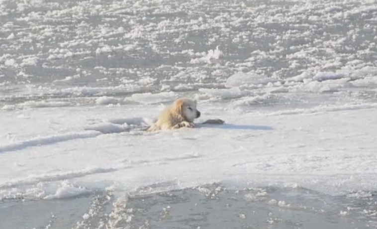 Caine salvat de pompieri din apa inghetata a raului Timis. O femeie l-a luat in grija dupa ce a ajuns la mal