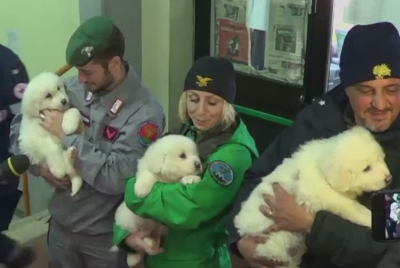 Trei catelusi, scosi in viata de sub hotelul prabusit in Italia, in urma cu 6 zile. 22 de persoane sunt inca date disparute