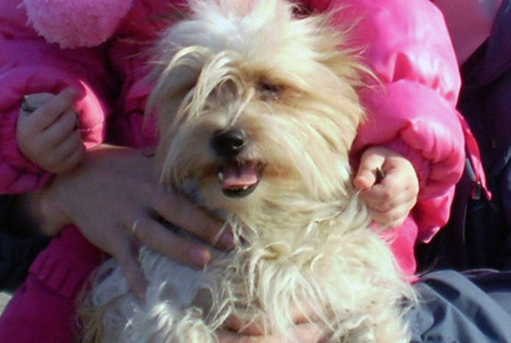 Un caine a murit inghetat dupa ce stapanii l-au abandonat in fata unui aeroport, pentru ca nu l-au putut lua in avion