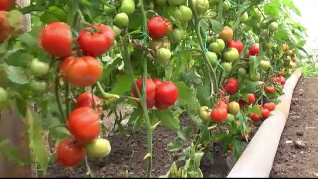 Producatorii de rosii promit legume proaspete si preturi corecte la vara. Cate mii de euro au primit de la stat