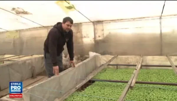 Producatorii de rosii promit legume proaspete si preturi corecte la vara. Cate mii de euro au primit de la stat