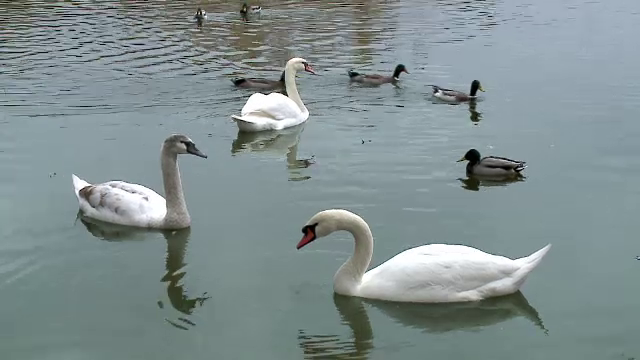 Alerta la Targu Mures, unde s-a descoperit un focar de gripa aviara. Virusul, adus aproape de oras de cateva lebede negre