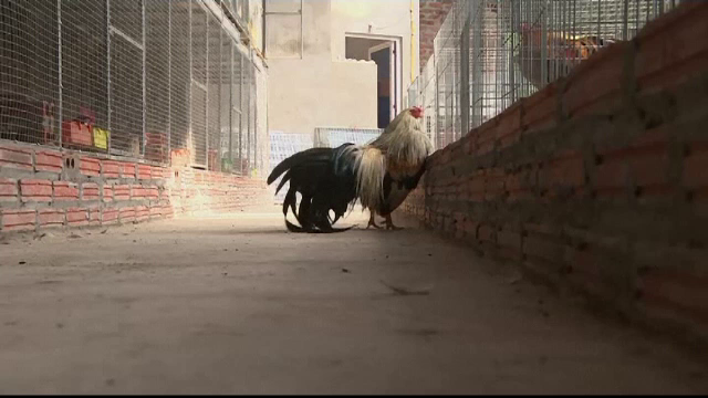 Anul Cocosului de Foc. Vietnamezii au luat cu asalt fermele pentru cocosi vii. Pretul urias la care ajunge unul cu pene lungi