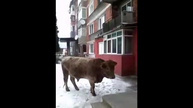 10 vaci umbla de luni de zile libere pe strazile Hunedoarei. Proprietarul lor incaseaza subventii si ignora amenzile