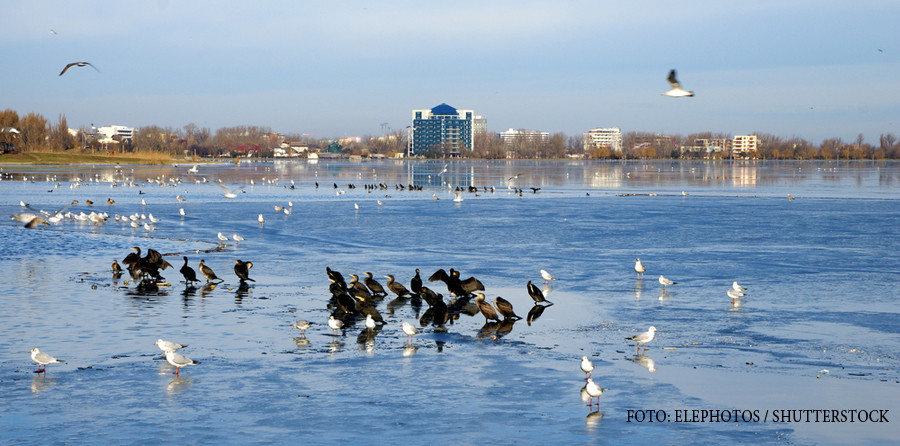 Pasarile calatoare nu mai migreaza in tarile calde, din cauza conflictelor de acolo. Motivul pentru care prefera Romania