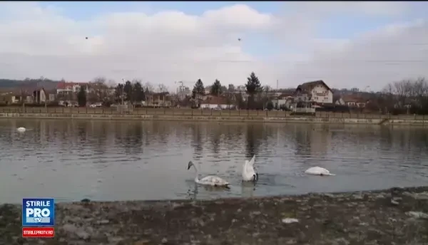 Pasarile calatoare nu mai migreaza in tarile calde, din cauza conflictelor de acolo. Motivul pentru care prefera Romania