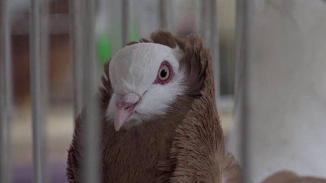 Porumbei de mii de euro si gaini care fac oua verzi, la o expozitie din Sebes. "Nu ma pot lasa de ei"