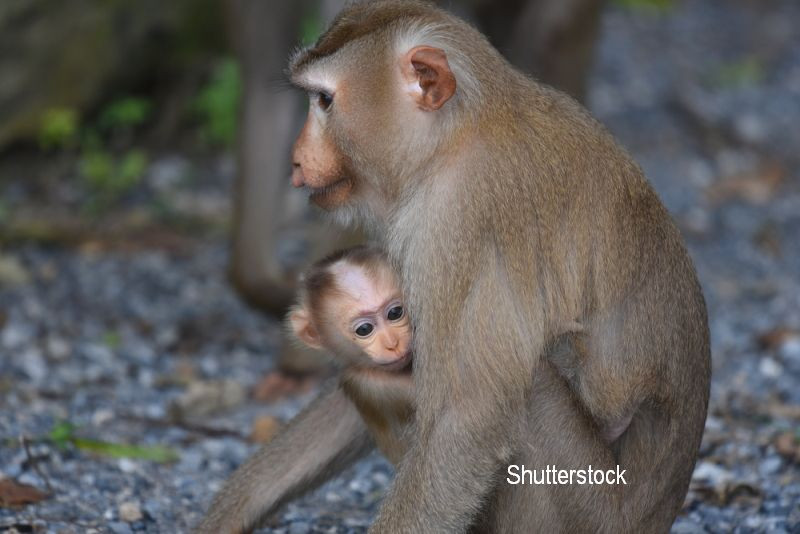 O maimuta a "adoptat" un catel pe care l-a gasit pe strazile din India. Momentele adorabile au fost filmate
