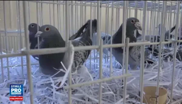 Porumbei de mii de euro si gaini care fac oua verzi, la o expozitie din Sebes. Nu ma pot lasa de ei