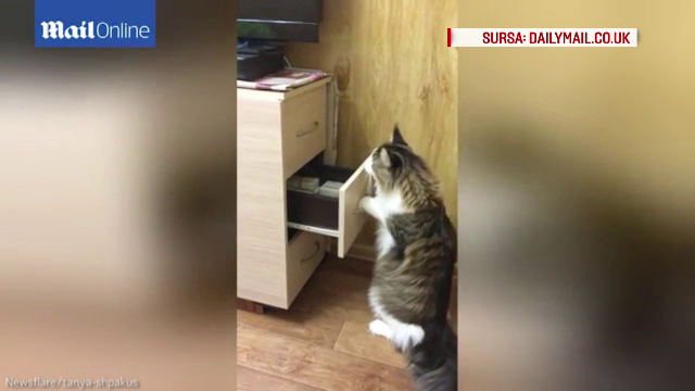 O pisica face furori pe internet. A fost filmata in timp ce a deschis doua sertare pentru a ajunge la jucaria preferata