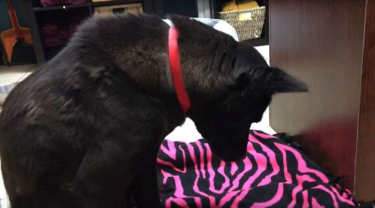 Filmare emotionanta cu un caine salvat de la moarte dintr-o macelarie sud-coreeana. Cum reactioneaza cand urmeaza sa doarma