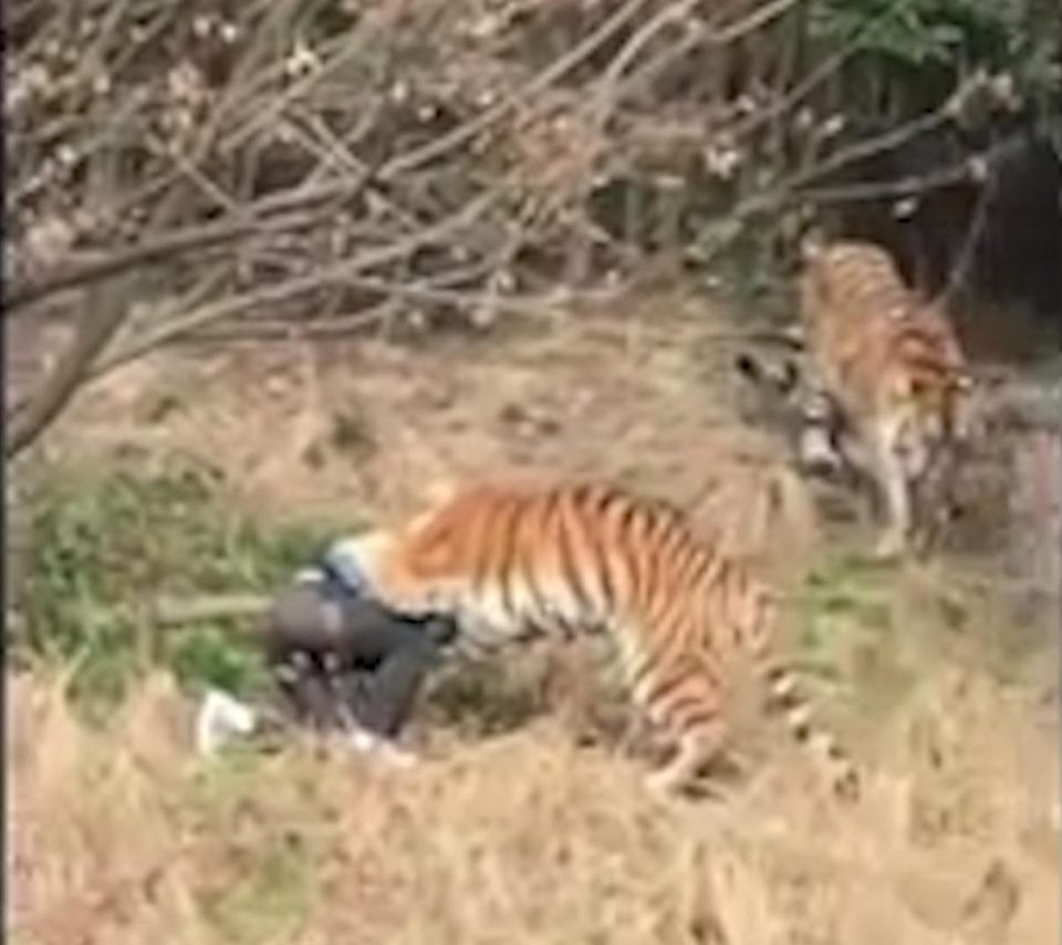 Turist sfasiat de 3 tigri, in fata sotiei si a copilului, la o gradina zoo din China. Cum a ajuns in aceasta situatie. VIDEO
