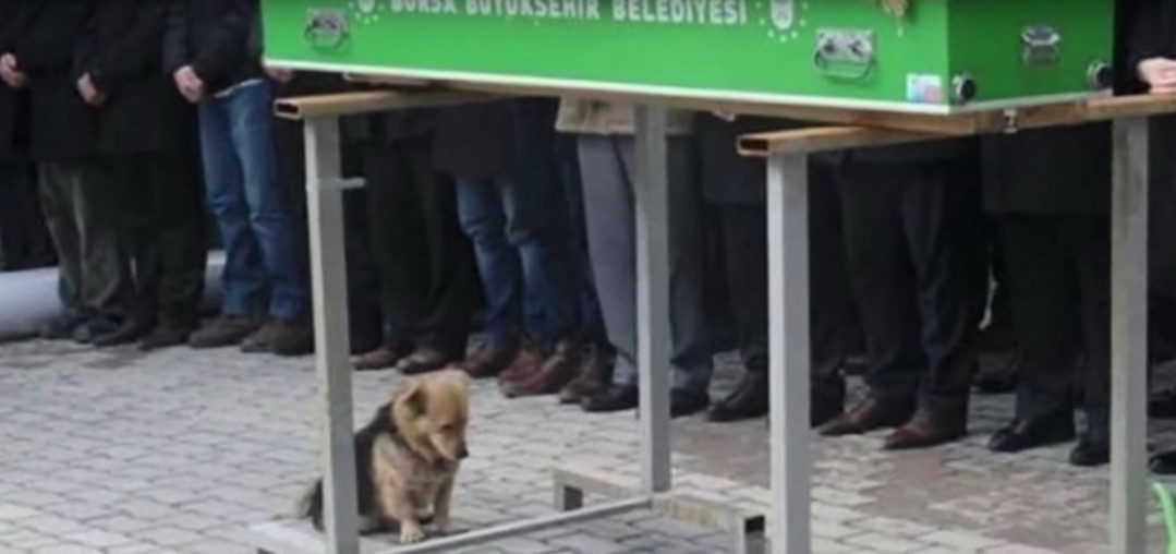 Cainele care refuza sa-si paraseasca stapanul chiar si dupa moartea acestuia. Povestea este cu adevarat impresionanta