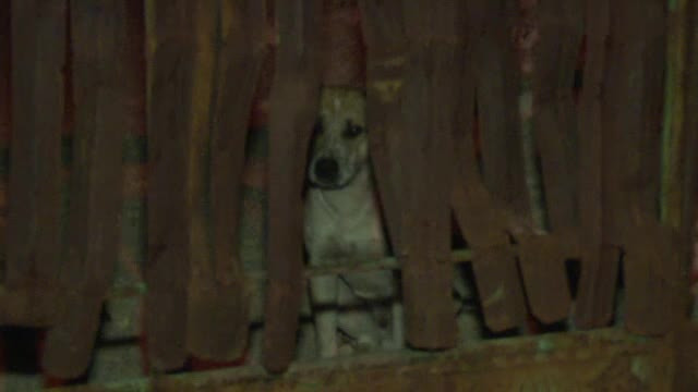 Barbat din Dambovita, ucis in curte chiar de cainii lui. Fratele victimei: "A fost si un pic de bautura si aia e"