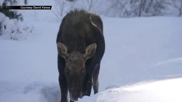 Grup de turisti, la un pas sa fie atacat de un elan. Imaginile surprinse de un martor