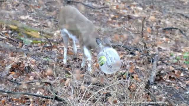 Operatiune incredibila pentru salvarea unei caprioare. Animalul isi prinsese capul intr-un butoi de plastic