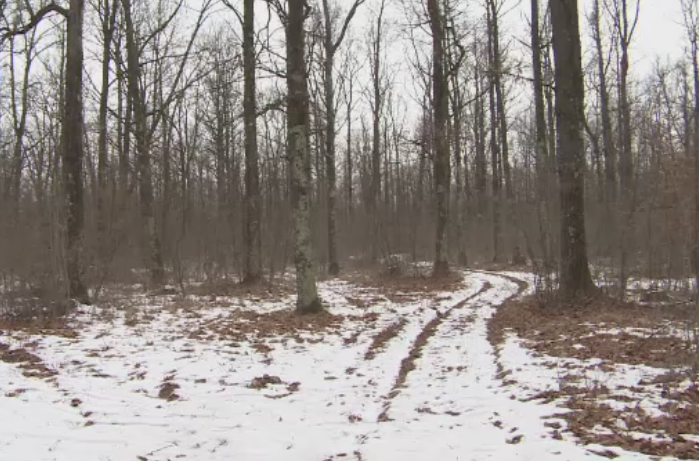 Statul plateste din acest an paza pentru padurile mai mici de 30 de hectare. Cati bani vor primi proprietarii pe hectar