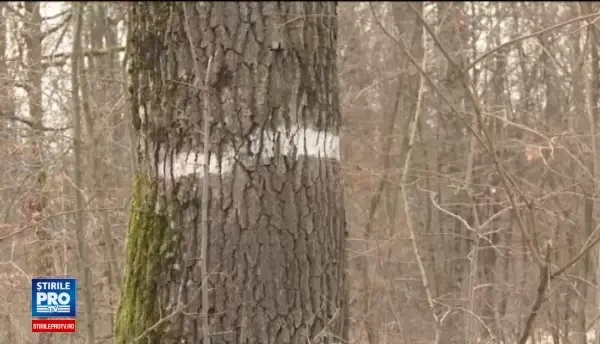 Statul plateste din acest an paza pentru padurile mai mici de 30 de hectare. Cati bani vor primi proprietarii pe hectar