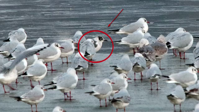 O specie rara, intalnita doar in America de Nord, a fost vazuta pentru prima data in Romania. Cum arata pescarusul american