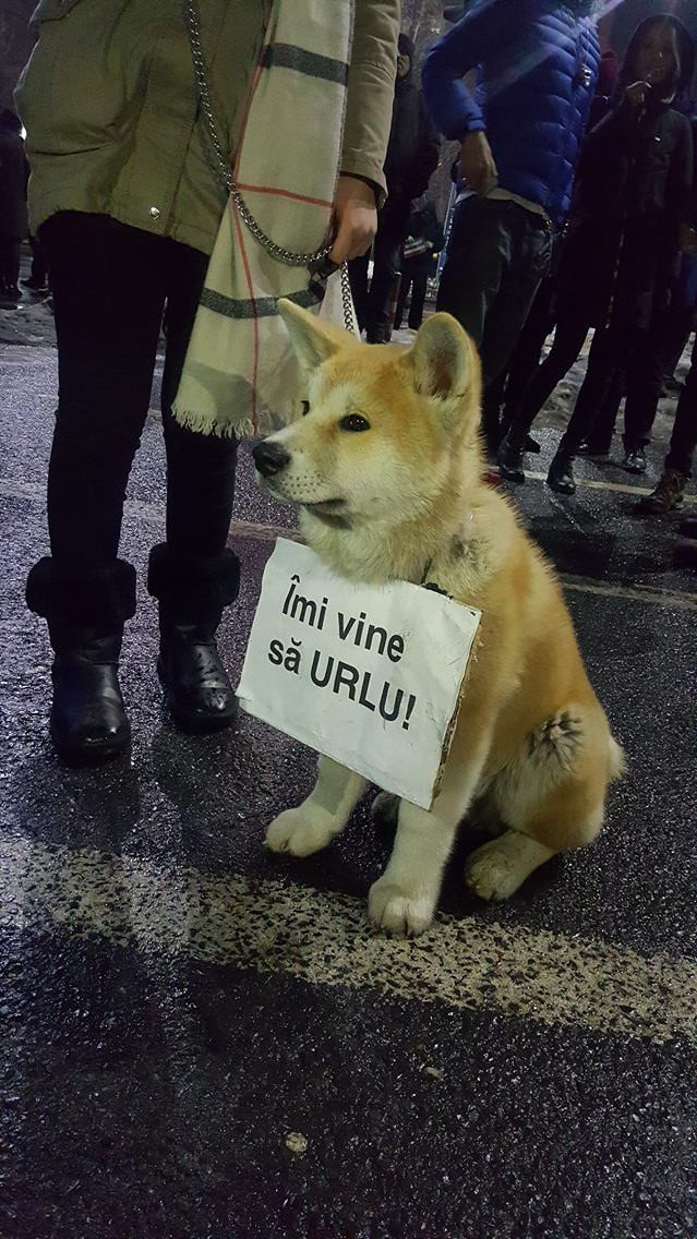 catel protest vineri